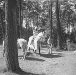 Plan filmu "Krzyżacy". Na fotografii widoczny jest krzyżacki jeździec