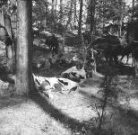 Plan filmu "Krzyżacy". Odpoczywający rycerze Zakonu Krzyżackiego w pozycji leżącej w lesie