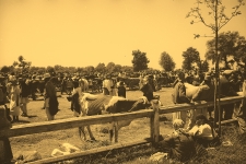 Targ bydlęcy w Śniatyniu.